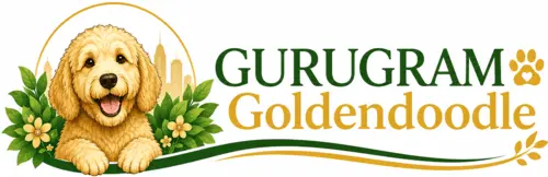 Gurugram Goldendoodle